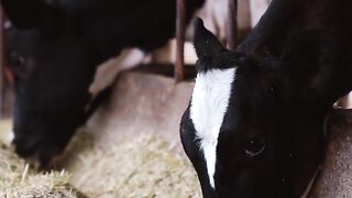 Animal breed - group of cattle feeding at farm | Trending HD Video