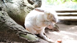 Animale - a rabbit in a farm grooming its fluffy hairs | Trending HD Video
