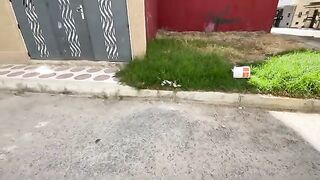 A cat with very beautiful eyes wants to play and eat delicious food.