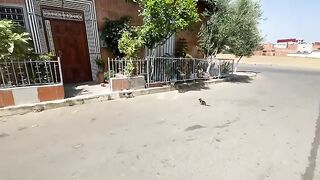 The mother cat and her kittens are so cute but very hungry.