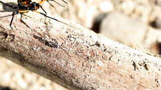 Animal breed - id | Trending HD Video