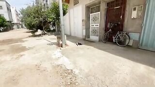 Mother cat and her friend taking good care of their kittens.