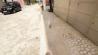 A very cute white cat is beckoning us for some delicious food.