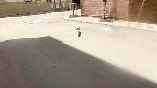 With his cute meow, Oreo the cat asks for a delicious treat.