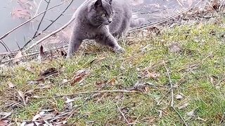 Animale - gray cat exploring a leafy lakeside park | Trending HD Video