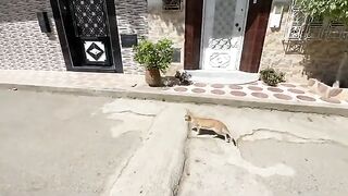 All the cats here are very sweet and friendly and just want love and food.
