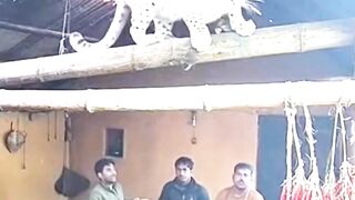 White Leopard on Bamboo Roof Beam in Village Kitchen #CCTVFootage #whiteleopard #villagekitchen