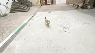 The ginger cat is very friendly and loves to get close and play with Abdo.