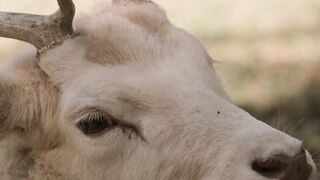 Animale - stunning white deer looking at camera | Trending HD Video