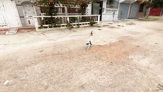 The cat family is very friendly and needs food to satisfy its hunger.