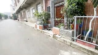 Very cute mother cat nursing and taking care of her cute kittens.