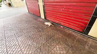 A very friendly cat who loves to relax and be petted.