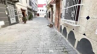 Kittens that are still too young to eat kitten food only want their mother milk.