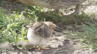 BabyBj rn - id | Trending HD Video