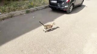 Calico cat meowing for food and medicine.