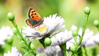 Animal breed - id | Trending HD Video