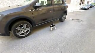 A cat with a big nose and her friend are happy. They are getting attention from our friends.