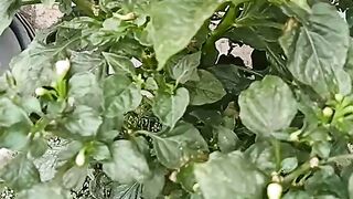 Kebun Cabe Ku