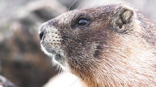 Animal breed - id | Trending HD Video