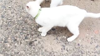 Funny cat