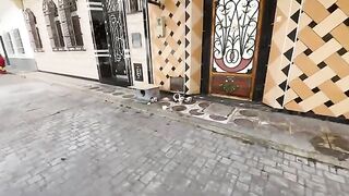 Cute little kittens eating with their mother for the first time.