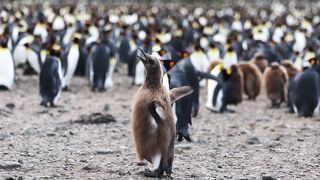 Animale - id | Trending HD Video