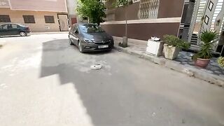 Very cute and playful stray cats waiting for love and food.