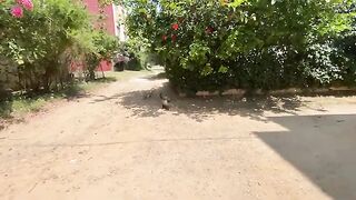 A group of cute cats follow me to the car to get the delicious food.