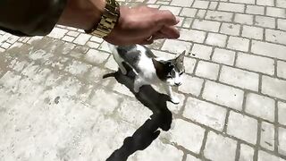 Cute mother cat asks for food to extract milk for her kittens.