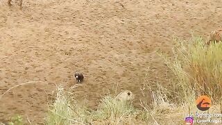 Lion Cornered by Hyenas Calls for Backup.mp4.2026