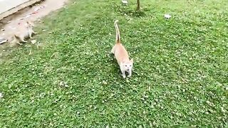 A group of cute cats came running to us asking for love and delicious food.