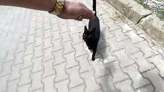 Bagheera the cat gets love and gentle petting with a delicious dish.