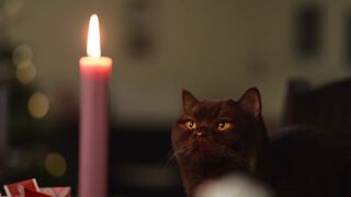 Animale - id | Trending HD Video