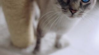 Animal breed - a cat is sitting on top of a cat tree | Trending HD Video