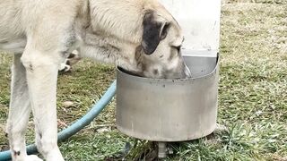 Stuffed Animal - large dog drinking water from outdoor trough | Trending HD Video