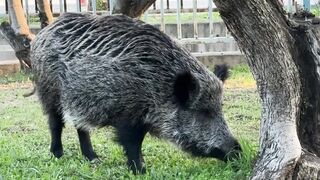 Animale - wild boar grazing in a park setting | Trending HD Video