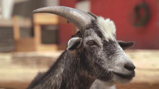 Funnyfuzzy - close up video of a goat | Trending HD Video