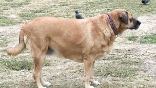 Animale - large dog walking in sunny park setting | Trending HD Video