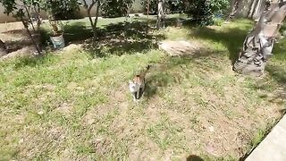 Very cute calico cat who doesn't want to be cuddled, just wants her head scratched.