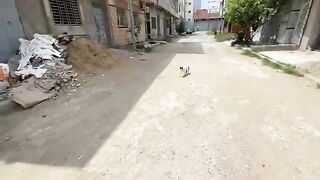A group of cute kittens have come to us asking for love and delicious food.