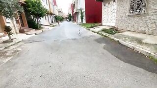 Very friendly stray cats wanting food and attention.