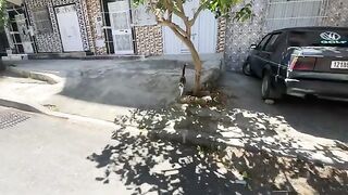 Feeding the mother cat and her kittens, playing with them, and treating the sick cat.