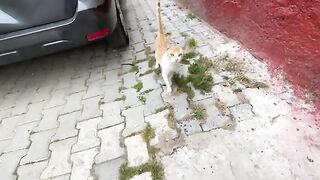 At first, Ginger the cat was shy, but eventually, she gave us love.