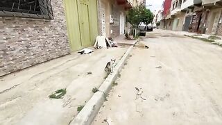 While the mother cat was busy asking me for food, her kittens were just playing.