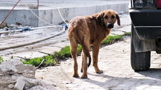 Stuffed Animal - lonely stray dog on urban street | Trending HD Video