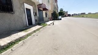 Bagheera the cat was kind to us, he didn't attack us, but asked for food politely.