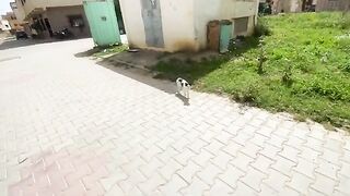 Two cute kittens came to me to tell me where the attention and food are.