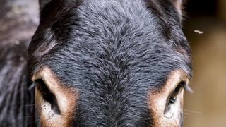 Animale - id | Trending HD Video