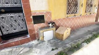 The mother cat and her kittens were very sweet and wanted attention and delicious food.