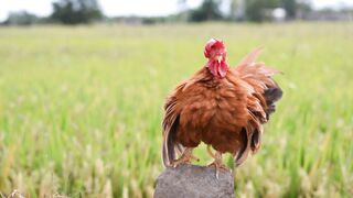 Animale - id | Trending HD Video